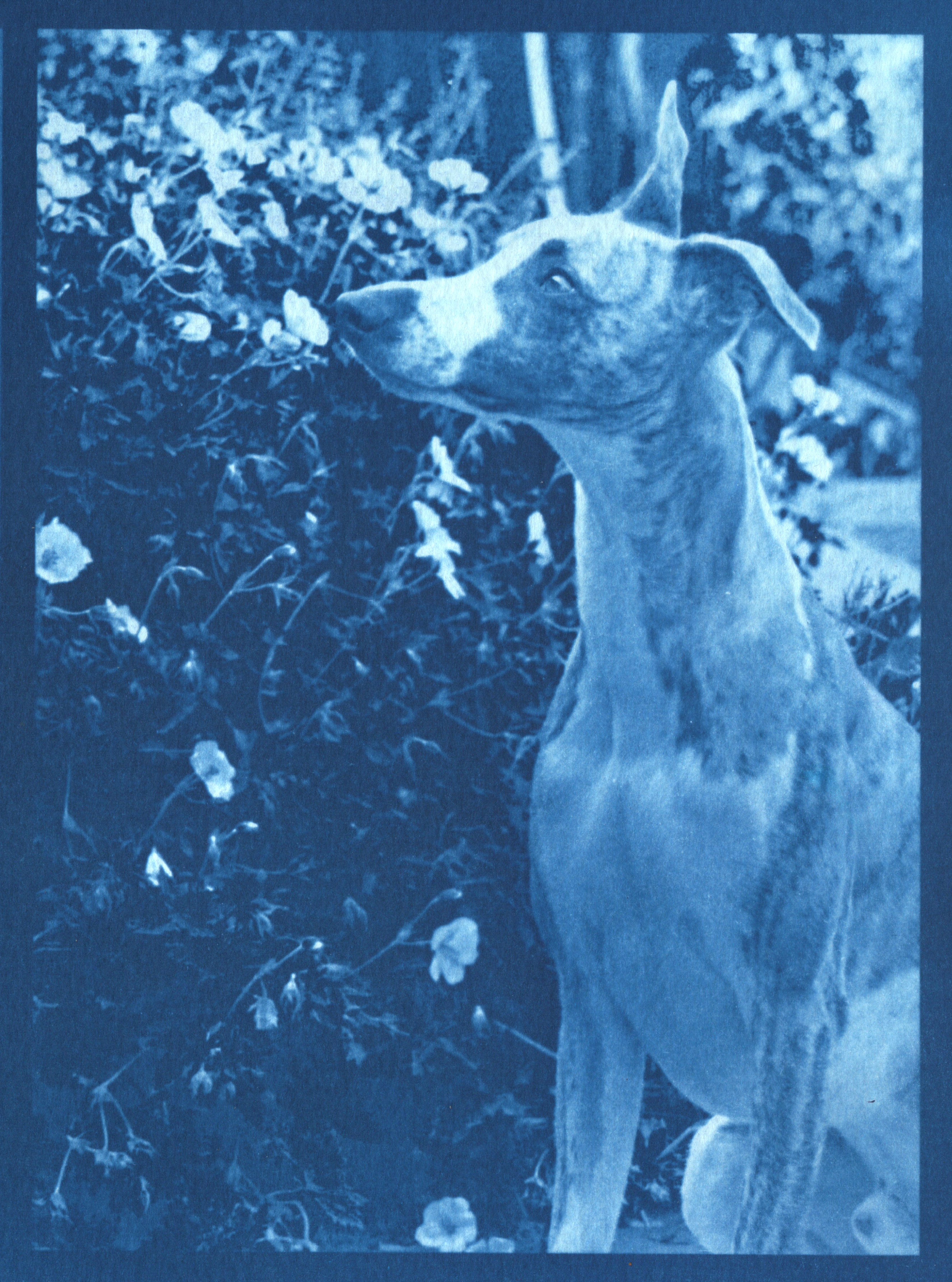 Cyanotype print of Geoff, a whippet, seen in profile beside flowering true geraniums